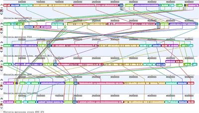 Complete Genome Sequences of One Prodigiosin-Producing Serratia marcescens Strain ZPG19